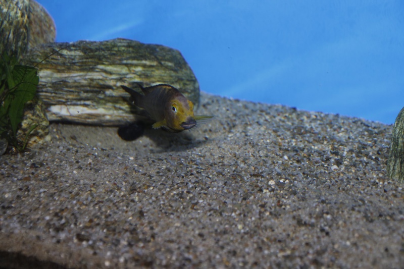 Tropheus sp. 'lukuga' Mtoto